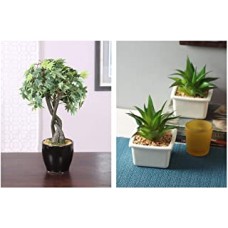 Fourwalls Artificial Bonsai Japanese Maple Plant in Glossy Ceramic Pot(233 Leafs, 39 cm, Mixed Material, Green) + Artificial Succulent Plant with Ceramic Vase with Stone (16 cm Tall, Green, Set of 2)