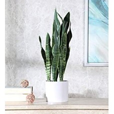 Fourwalls Artificial Sansevieria Snake Plant with Pot for Home and Office DÃ©cor (60 cm, Green)
