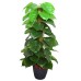 Fourwalls Artificial Miniature PVC Silk Floor Plant with Big Leaves and Without Pot (155 cm Tall, Green)
