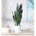 Fourwalls Artificial Sansevieria Snake Plant with Pot for Home and Office DÃ©cor (60 cm, Green)