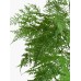 Fourwalls Artificial Greenery Fern Setose Plant With a Ceramic Pot for Home and Office DÃ©cor (55 cm, Green)